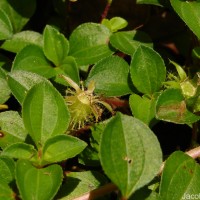 Heterotis rotundifolia (Sm.) Jacq.-Fél.